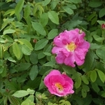 Botanische roos